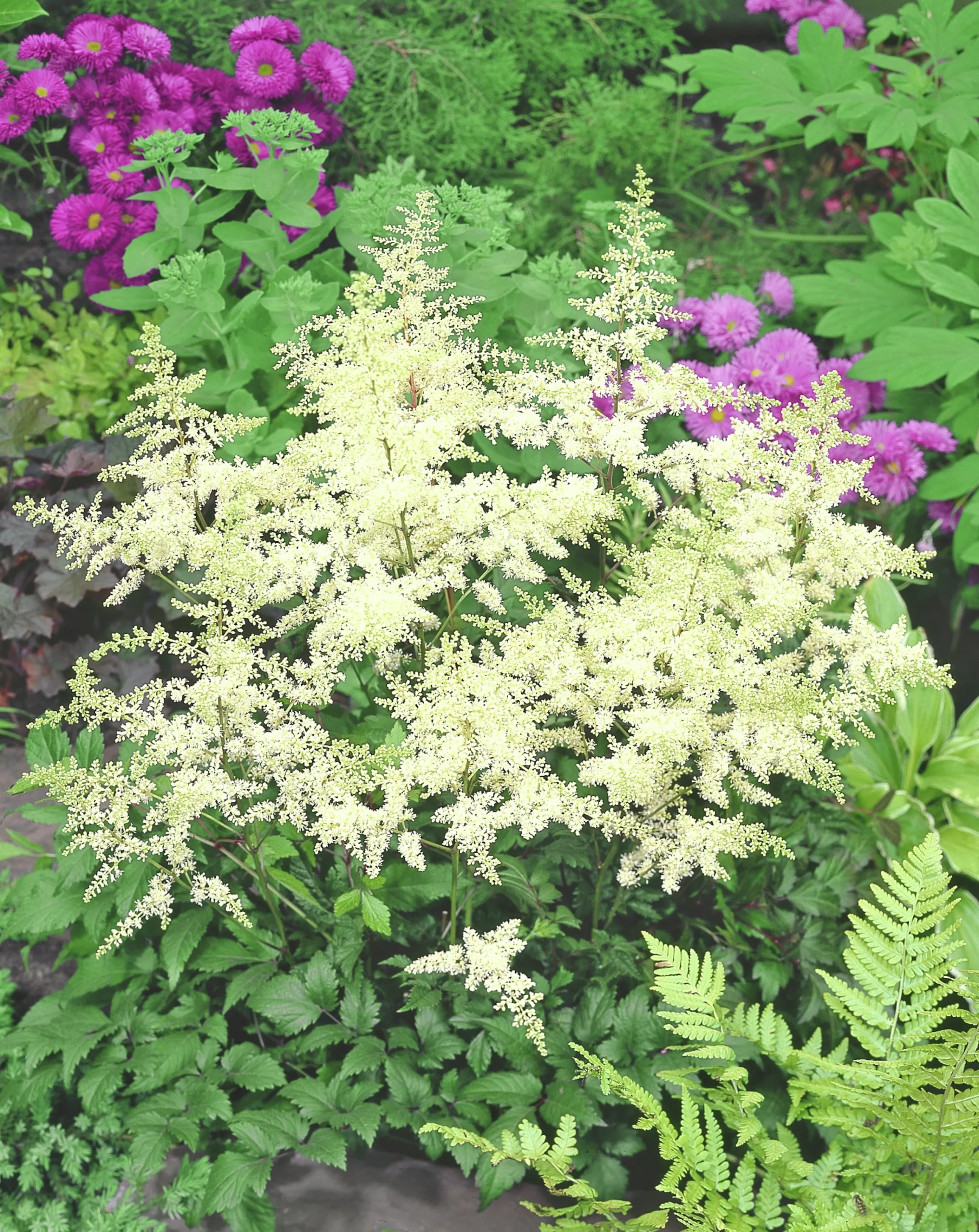 Astilbe 'Arendsii Brautenschleier'>Omnia garden