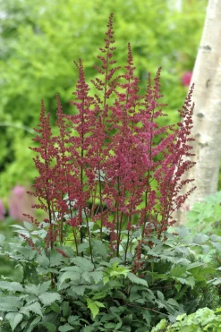 Astilbe 'Arendsii Etna'>Omnia garden Sale