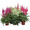 Astilbe lat. Astilbe Arendsii Mix>Danblumen Discount