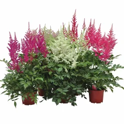 Astilbe lat. Astilbe Arendsii Mix>Danblumen Discount