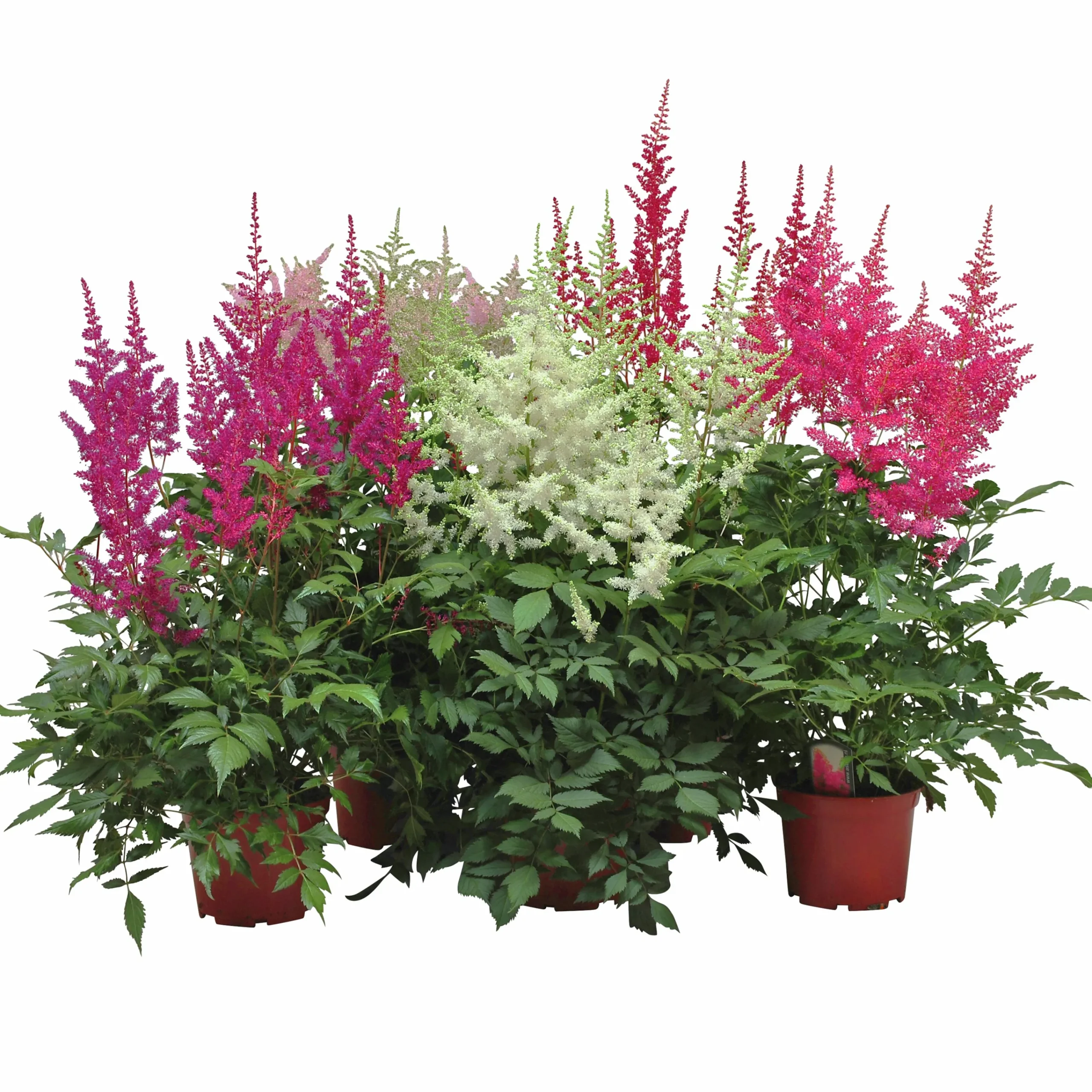 Astilbe lat. Astilbe Arendsii Mix>Danblumen Discount