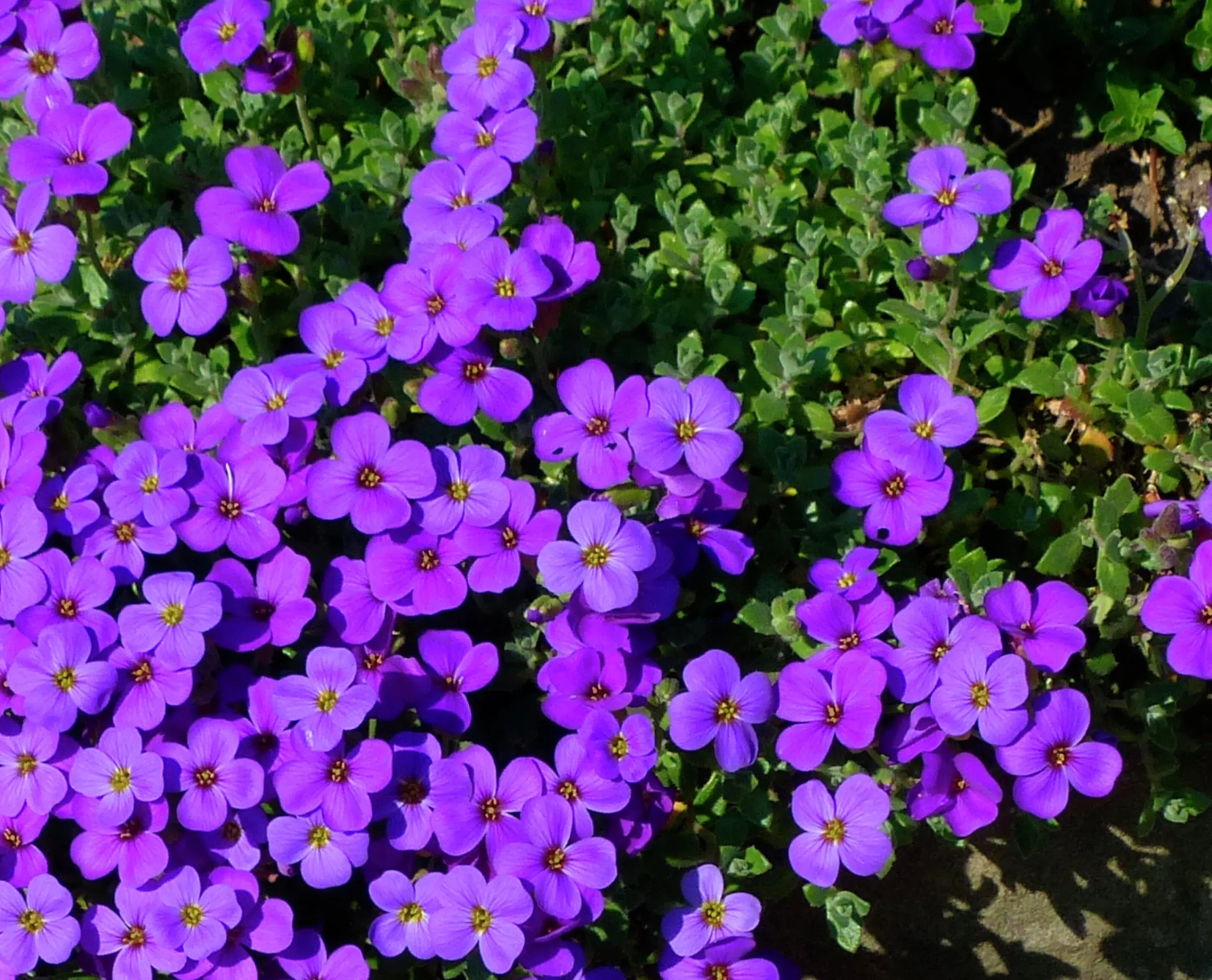 Aubrieta 'Blaumeise'>Omnia garden Sale