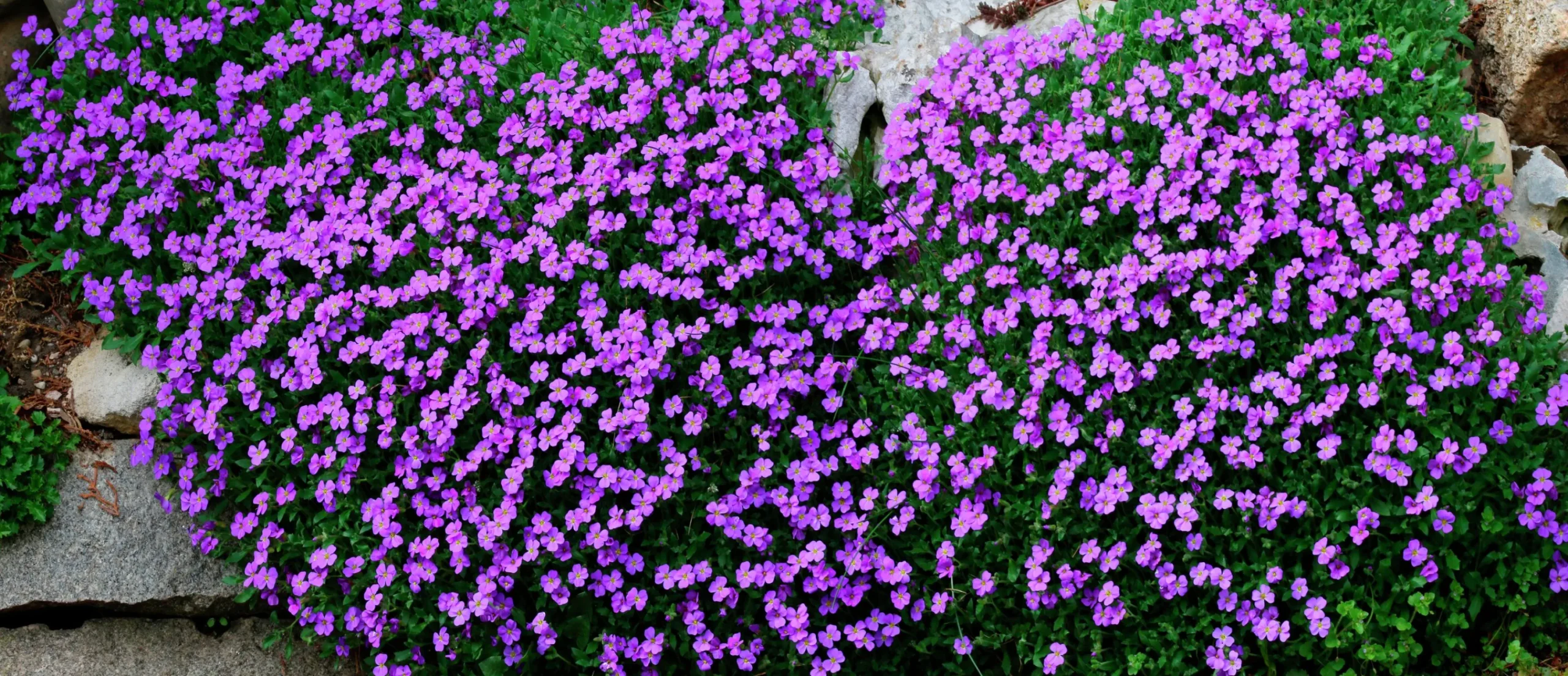 Aubrieta 'Blaumeise'>Omnia garden Sale