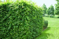 Avenbok 60-100cm Barrotad>Omnia garden Discount