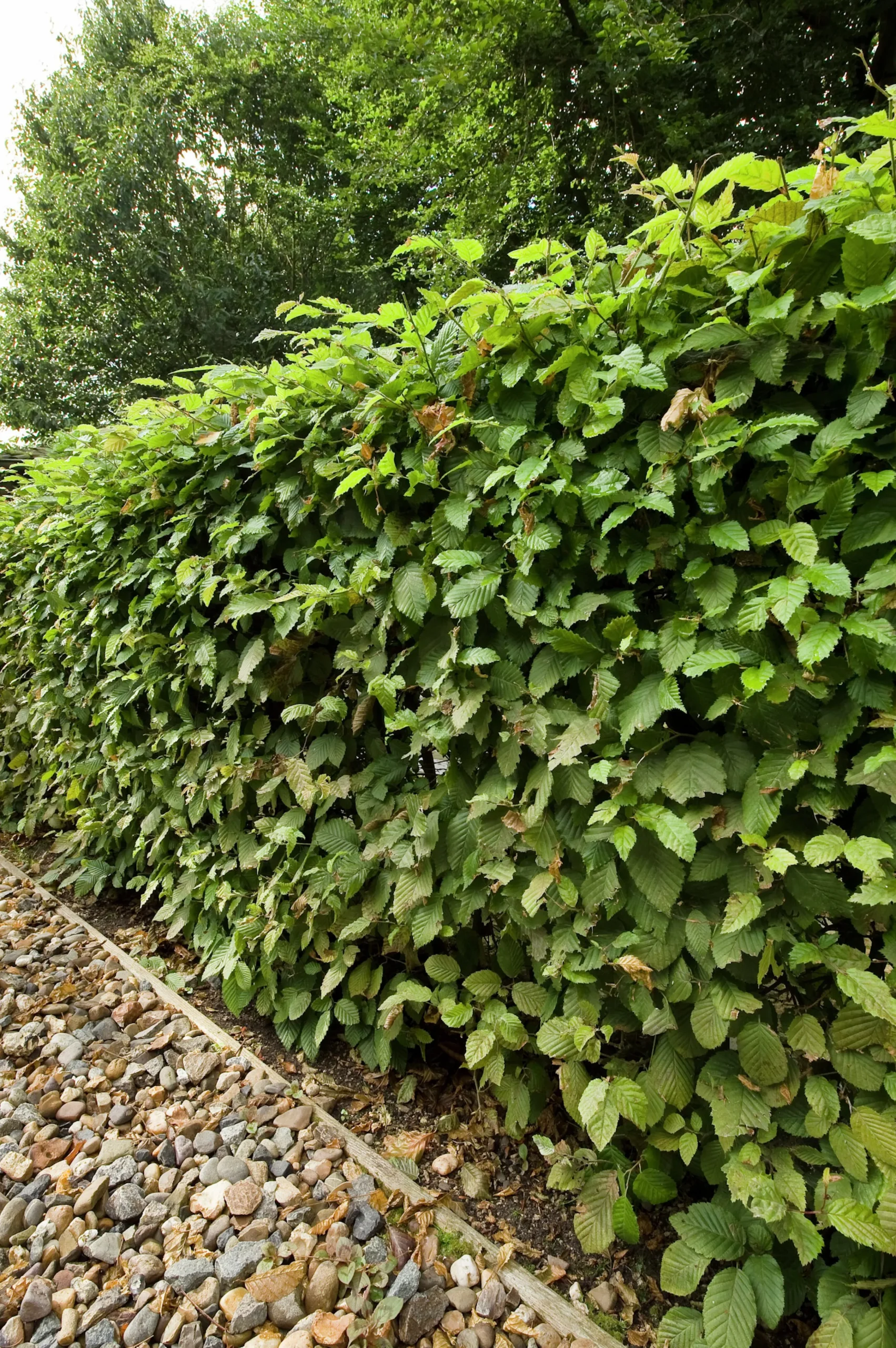 Avenbok 60-100cm Barrotad>Omnia garden Discount