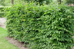 Avenbok Goliath 125-150cm Barrotad>Omnia garden