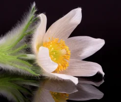 Backsippa 'Alba'>Omnia garden Online