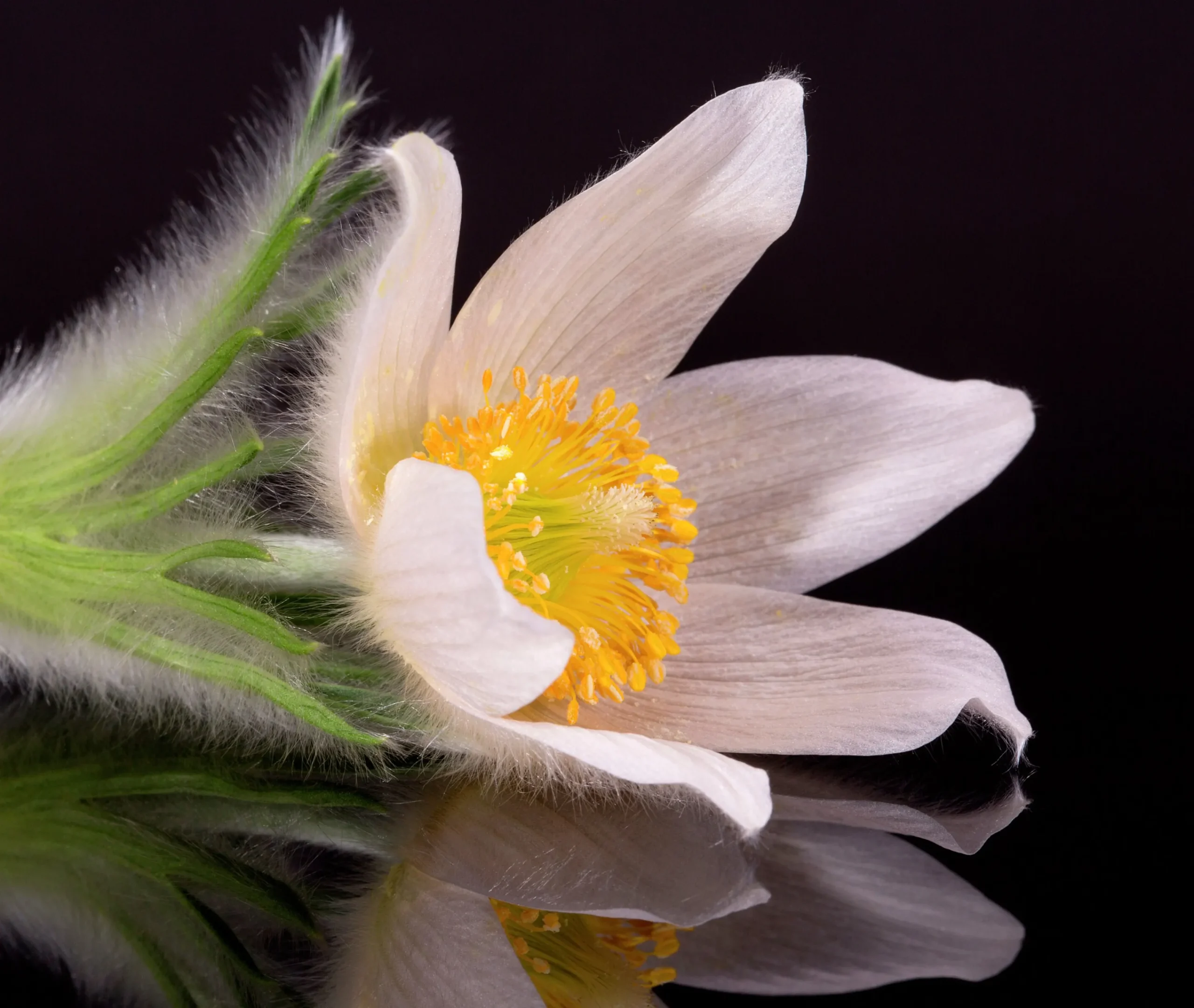 Backsippa 'Alba'>Omnia garden Online