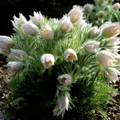 Backsippa 'Alba'>Omnia garden Online