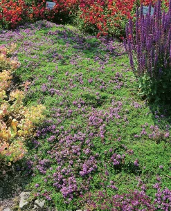 Backtimjan 'Serpyllum'>Omnia garden New