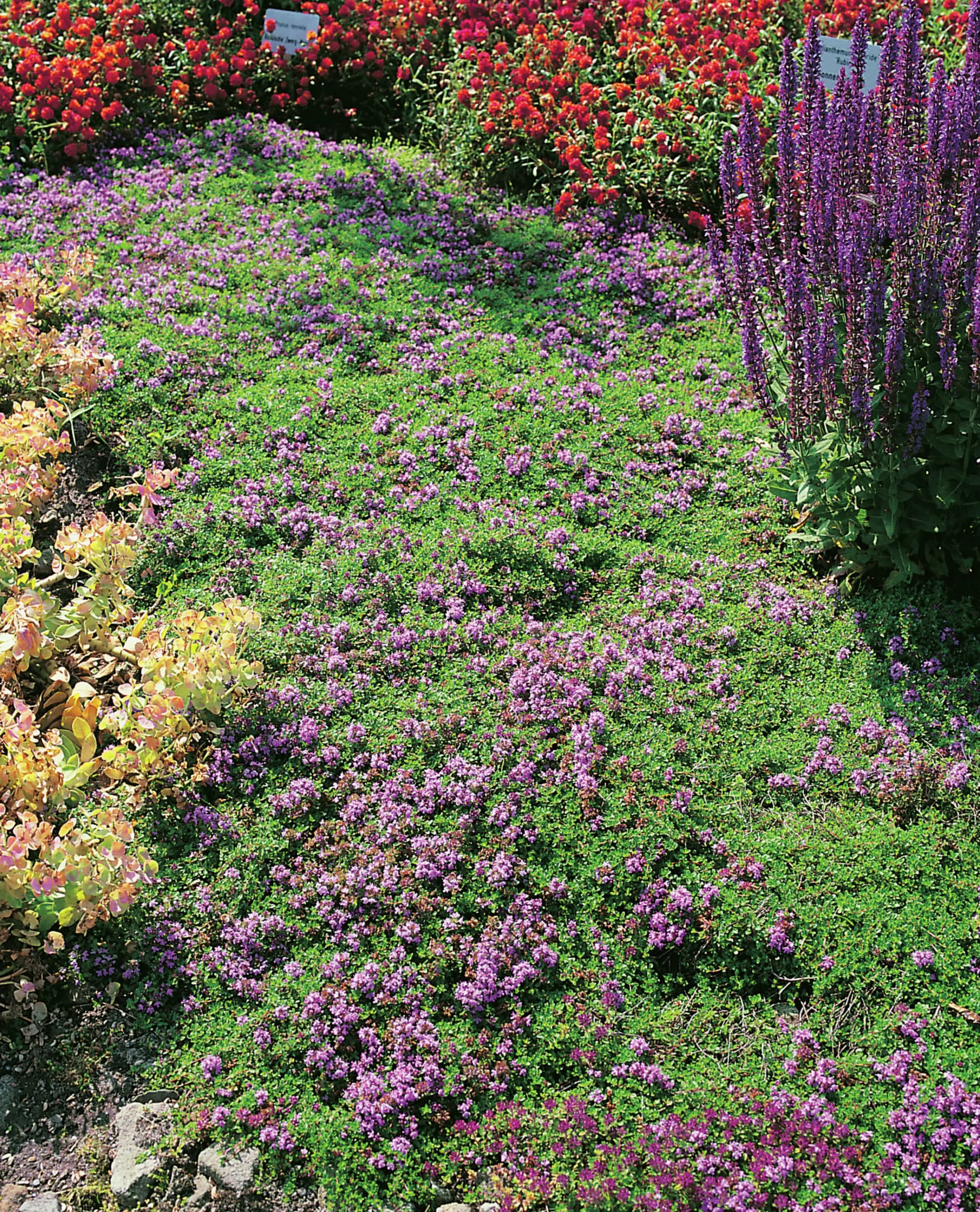 Backtimjan 'Serpyllum'>Omnia garden New