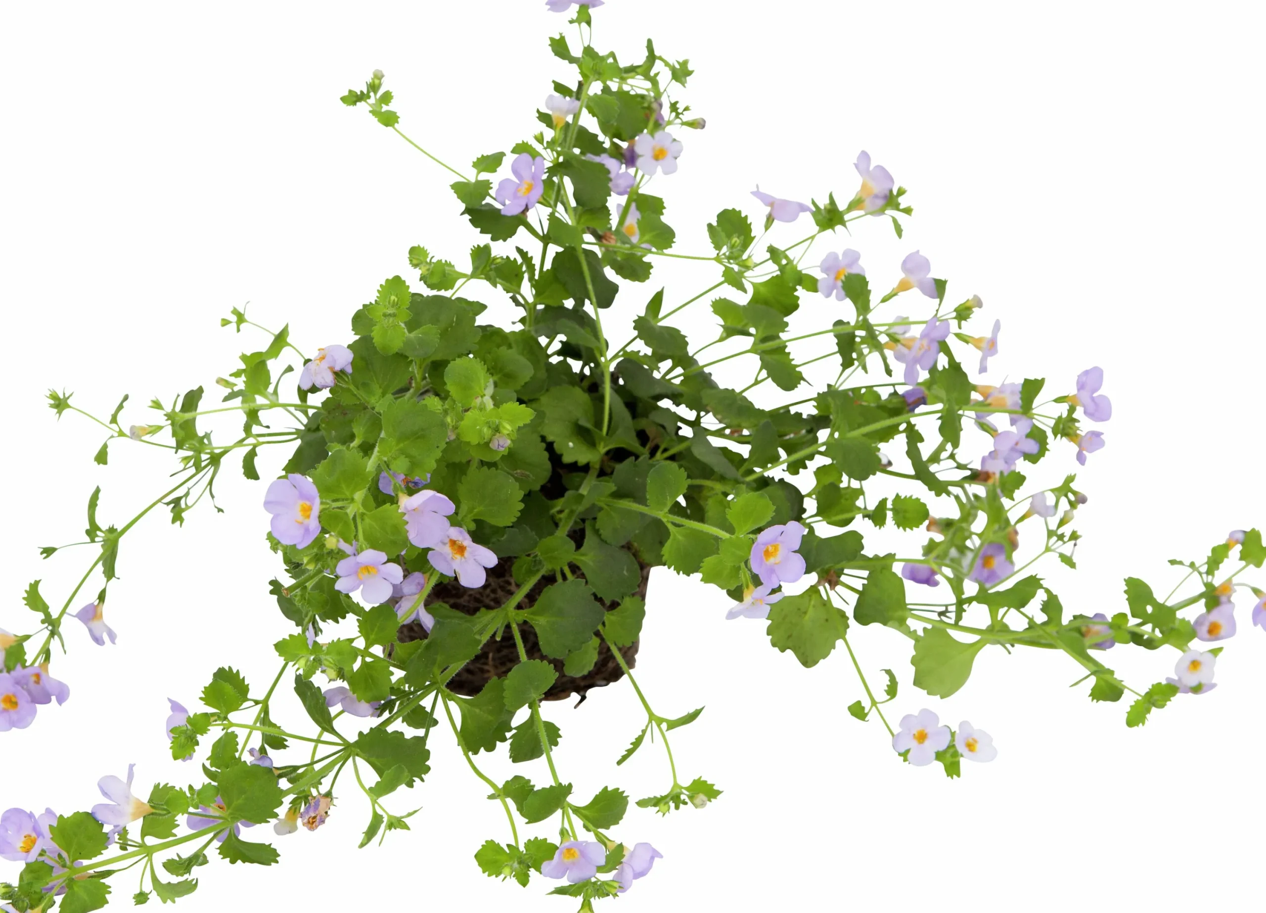 Bacopa / Snöflinga lat. Chaenostoma cordatum>Mäster Grön Discount