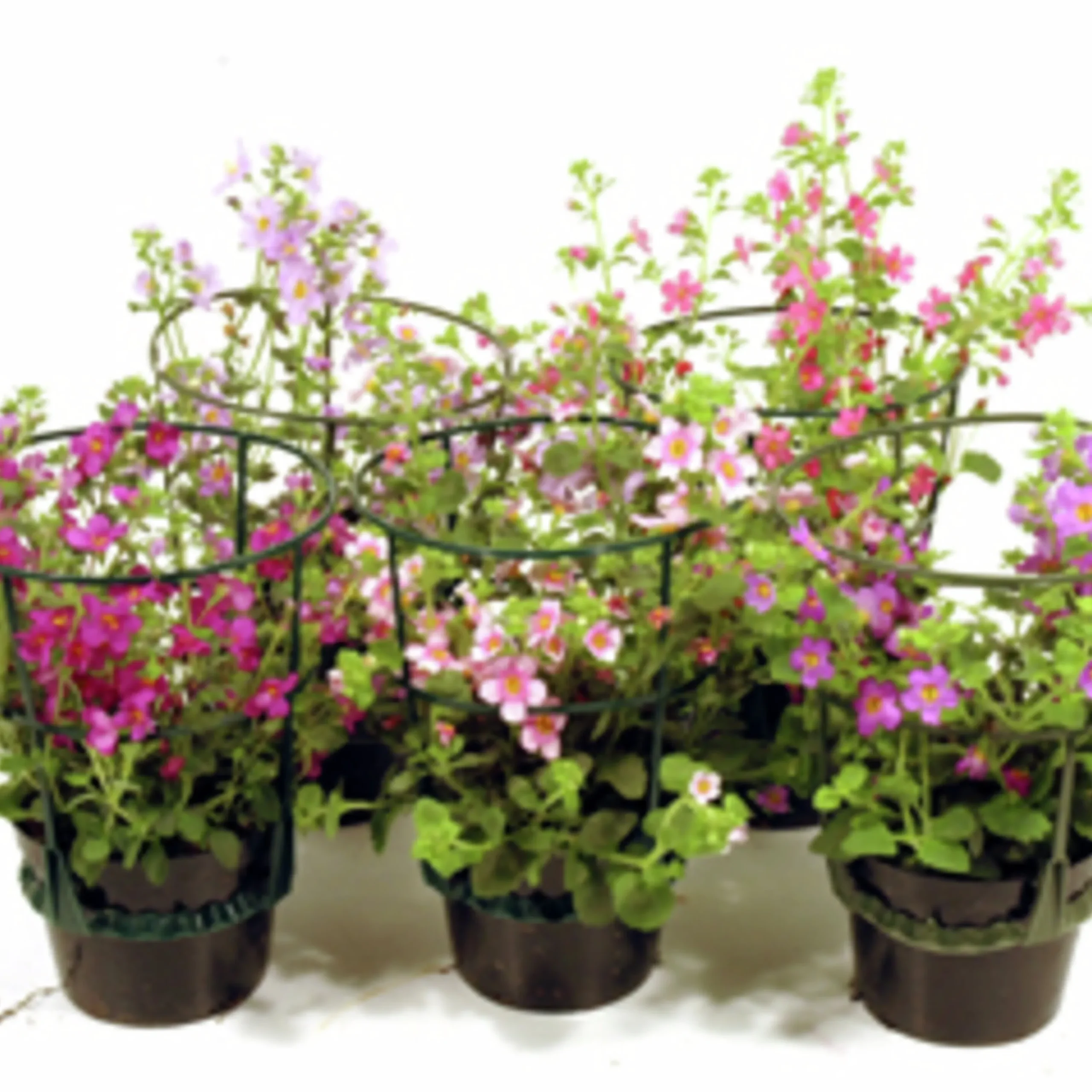 Bacopa / Snöflinga lat. Chaenostoma cordatum>Mäster Grön Discount