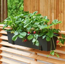 Balkonglåda Botanica Återvunnen plast Svart 80cm><noscript><img width=