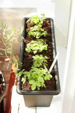 Balkonglåda Botanica Återvunnen plast Svart 60cm><noscript><img width=
