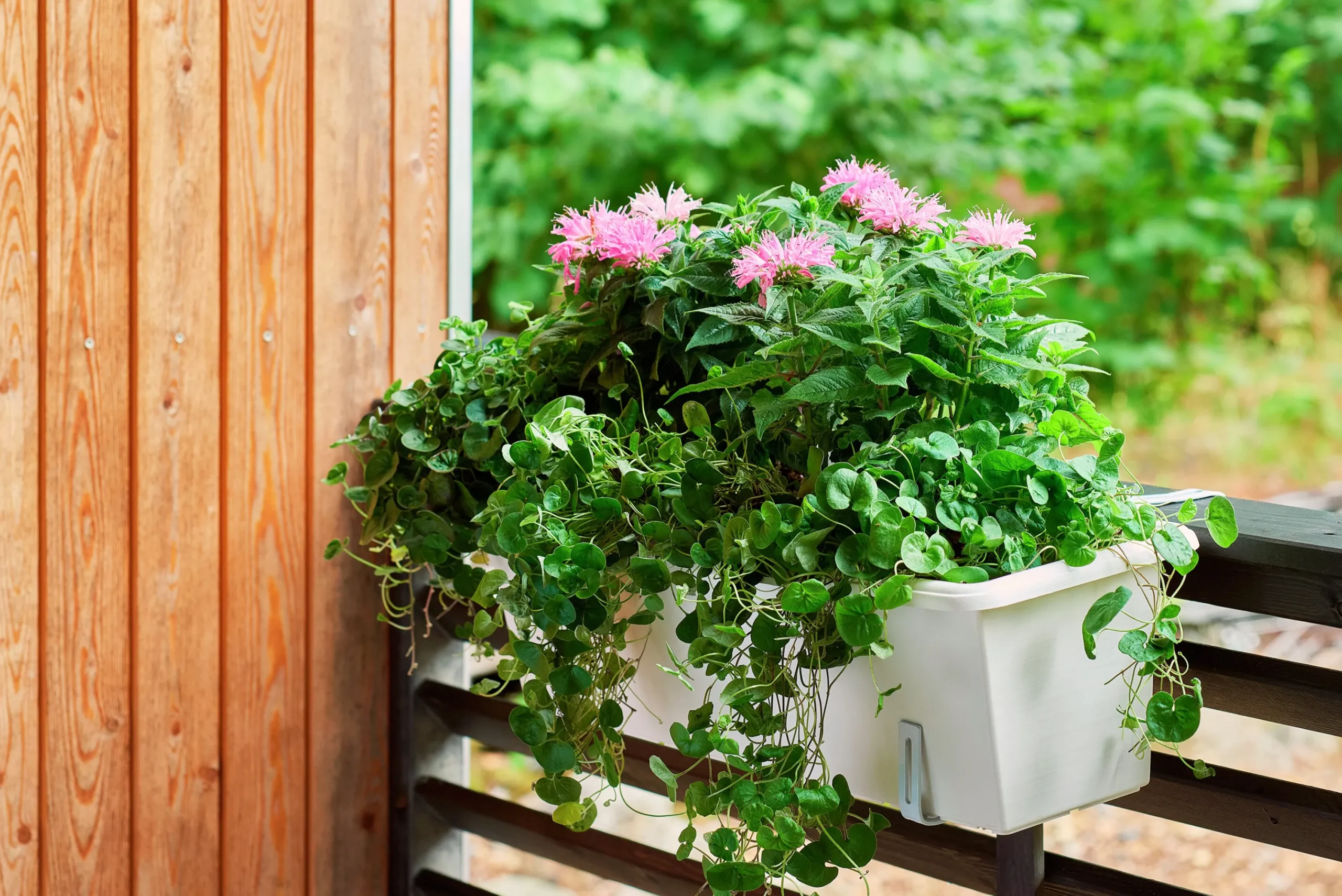 Balkonglåda Botanica Återvunnen plast Vit 80cm>Orthex Online