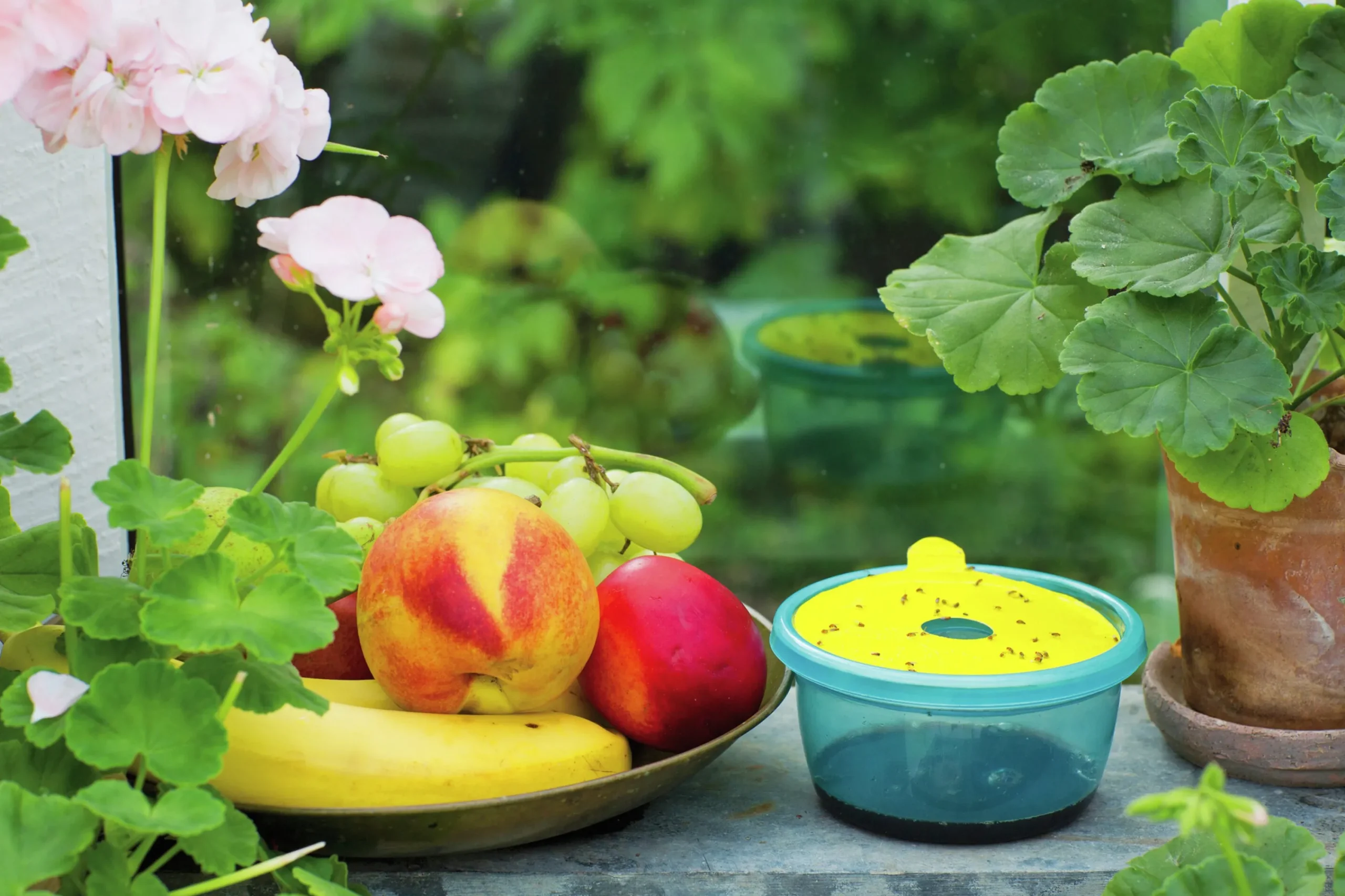 Bananflugefälla>Nelson Garden Online
