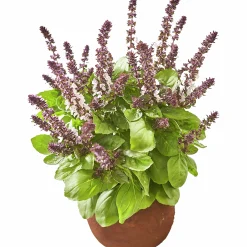 Basilika Blomster Belmona><noscript><img width=