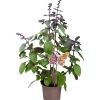 Basilika lat. Ocimum basilicum 'Magic Mountain'>Mäster Grön Sale