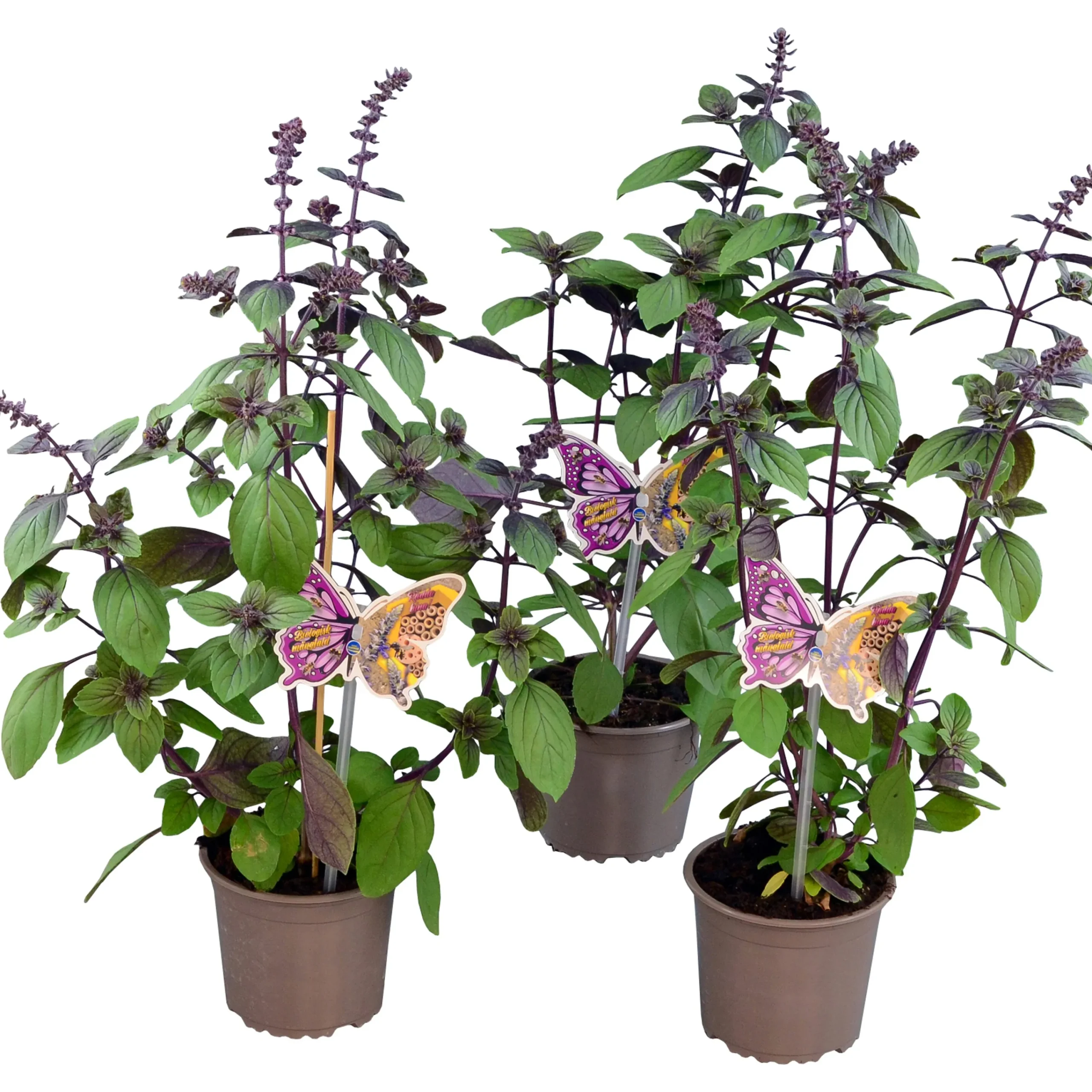 Basilika lat. Ocimum basilicum 'Magic Mountain'>Mäster Grön Sale