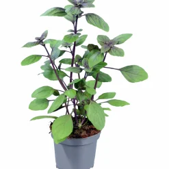 Basilika lat. Ocimum basilicum 'Magic Mountain'><noscript><img width=