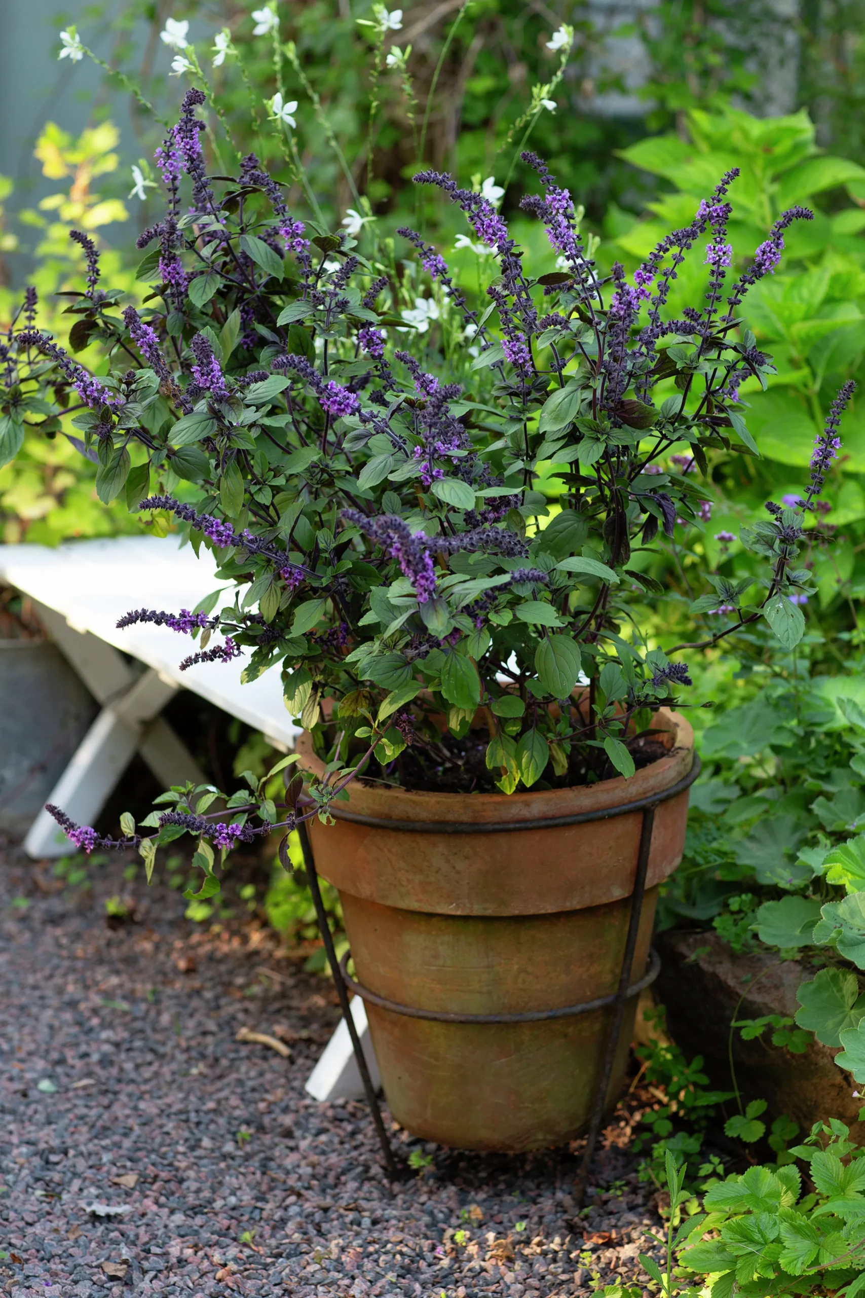 Basilika lat. Ocimum basilicum 'Magic Mountain'>Mäster Grön Sale