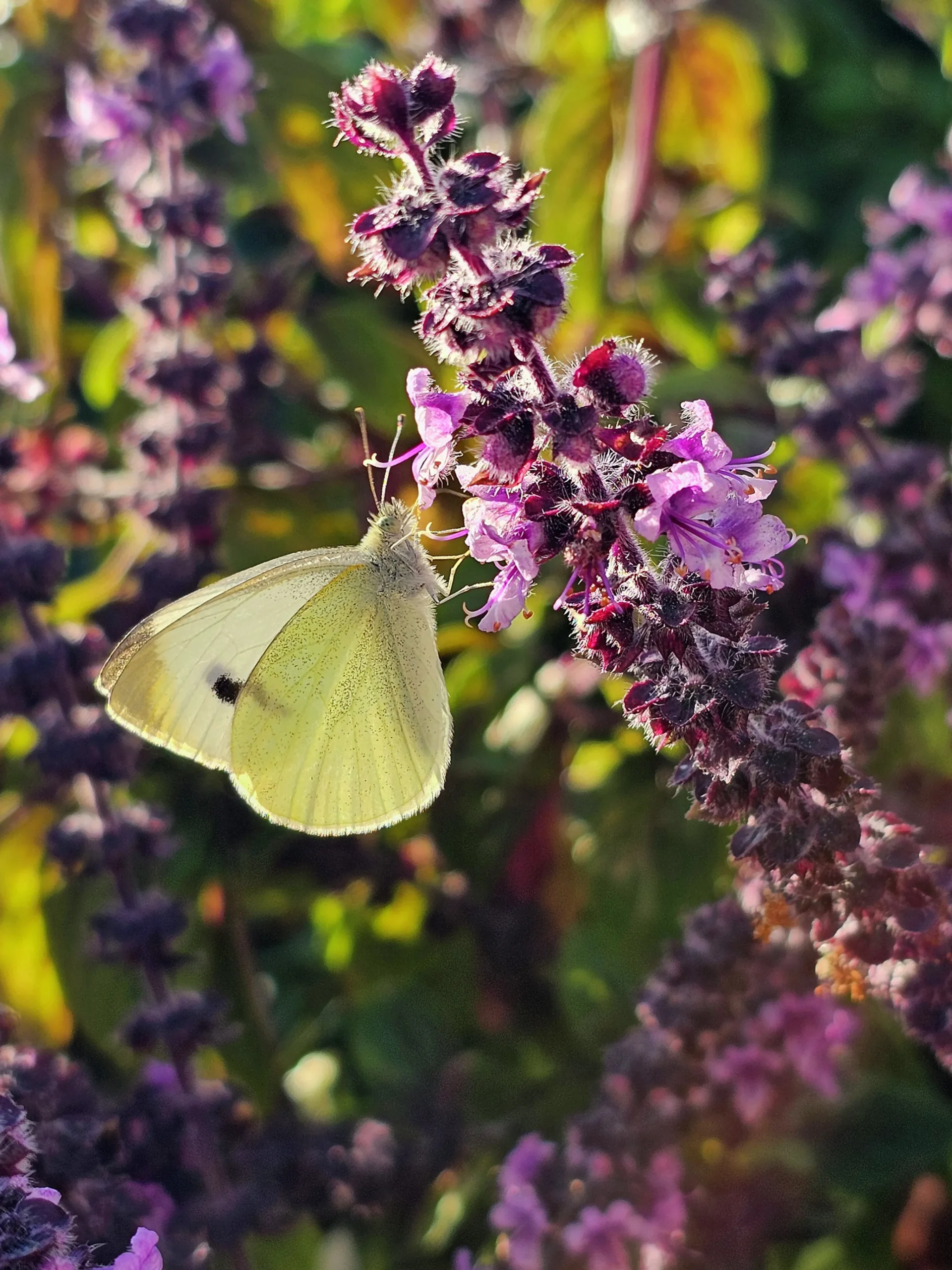 Basilika lat. Ocimum basilicum 'Magic Mountain'>Mäster Grön Sale