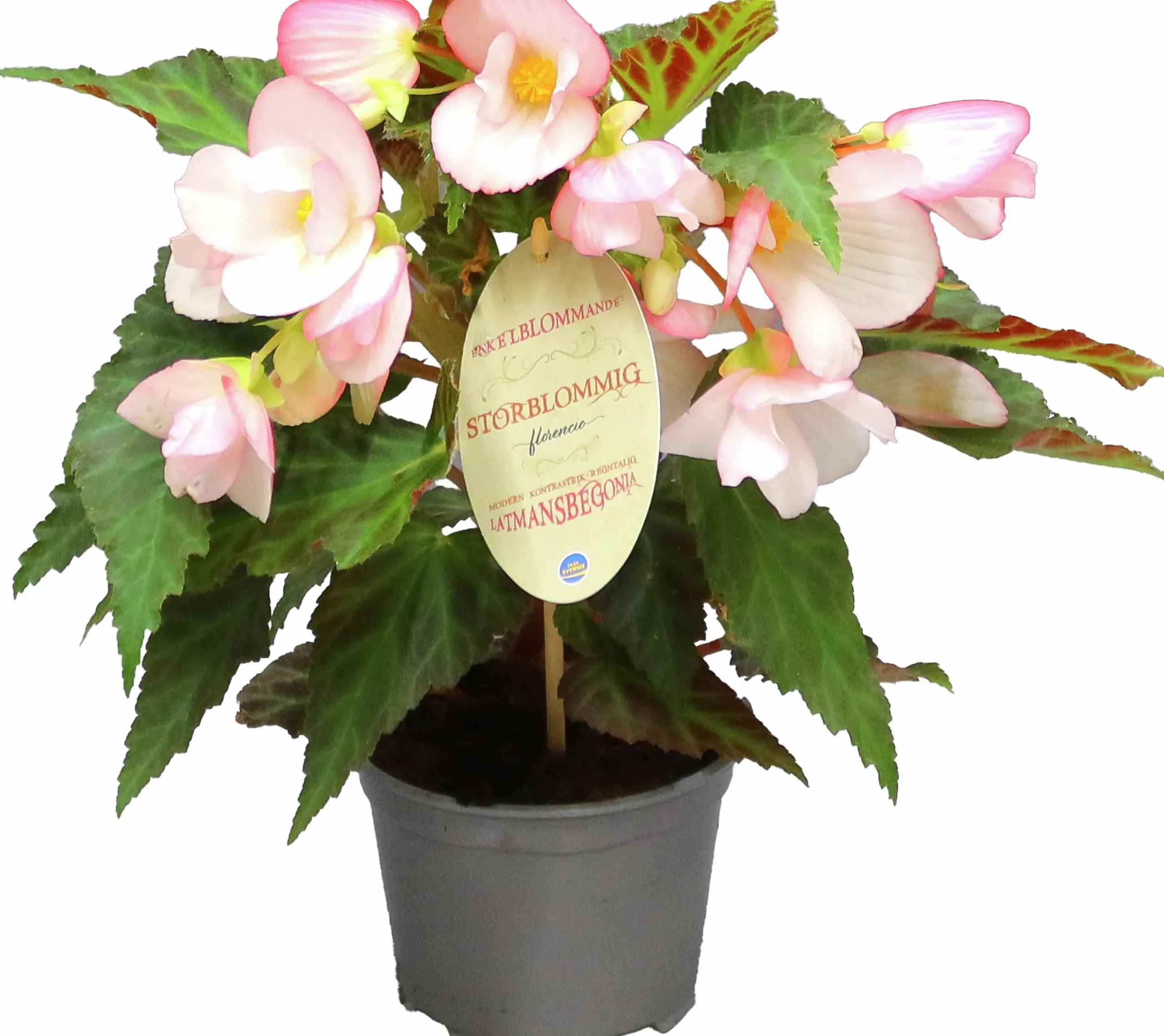 Begonia Florencio Appleblossom 12cm>Mäster Grön Discount