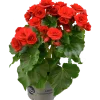 Begonia lat. Begonia x hiemalis 'Baladin' Röd>Mäster Grön Outlet