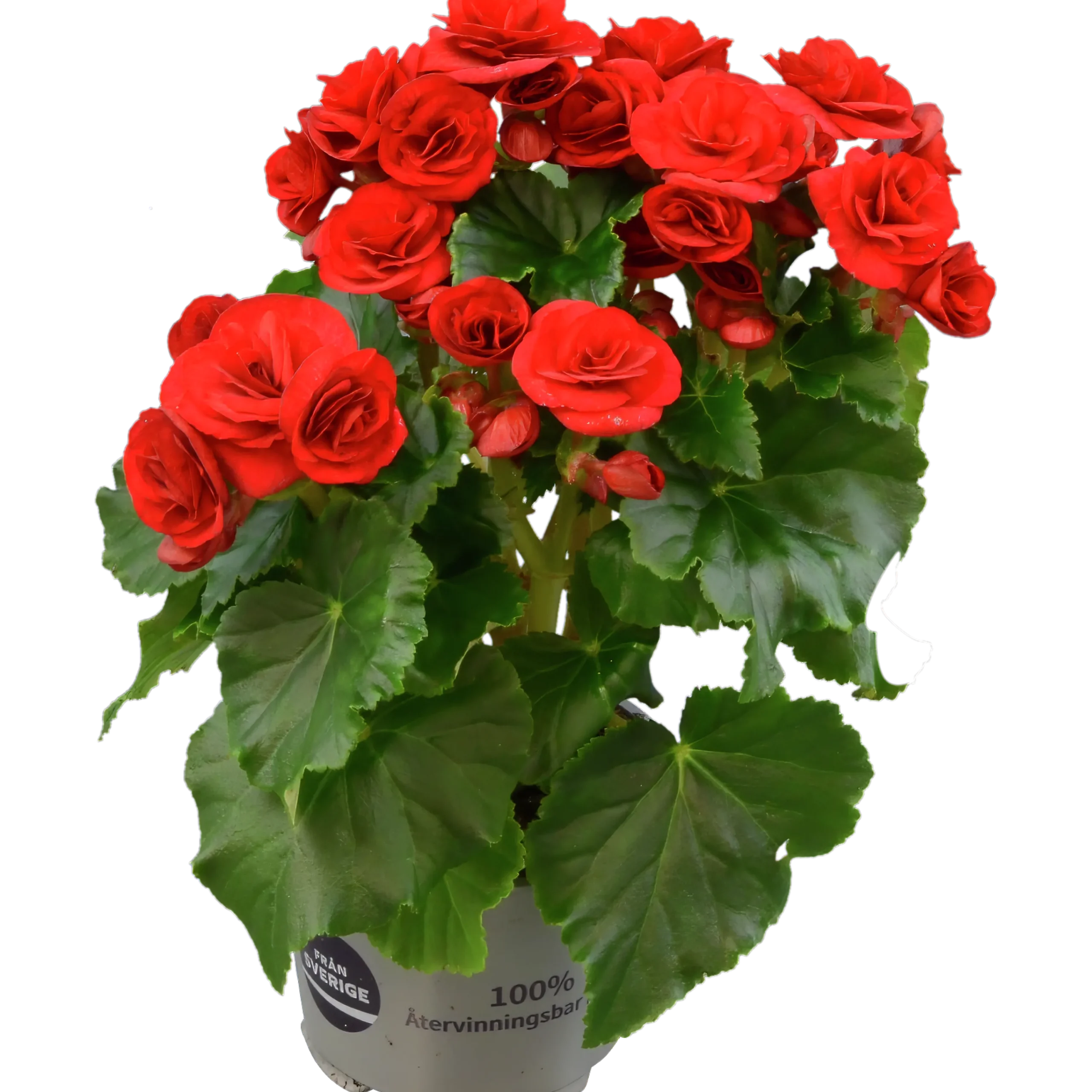Begonia lat. Begonia x hiemalis 'Baladin' Röd>Mäster Grön Outlet