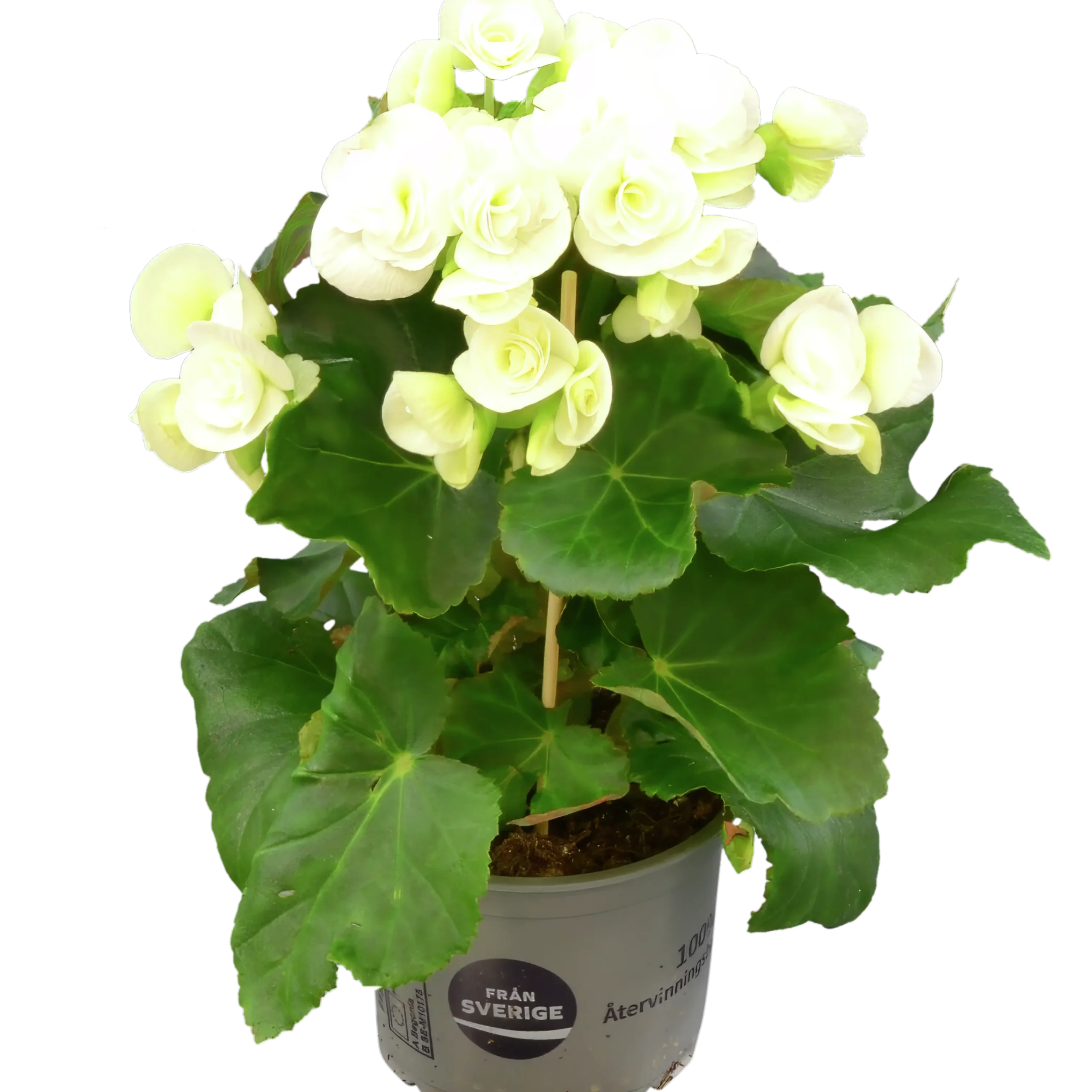 Begonia lat. Begonia x hiemalis Vit>Mäster Grön Discount