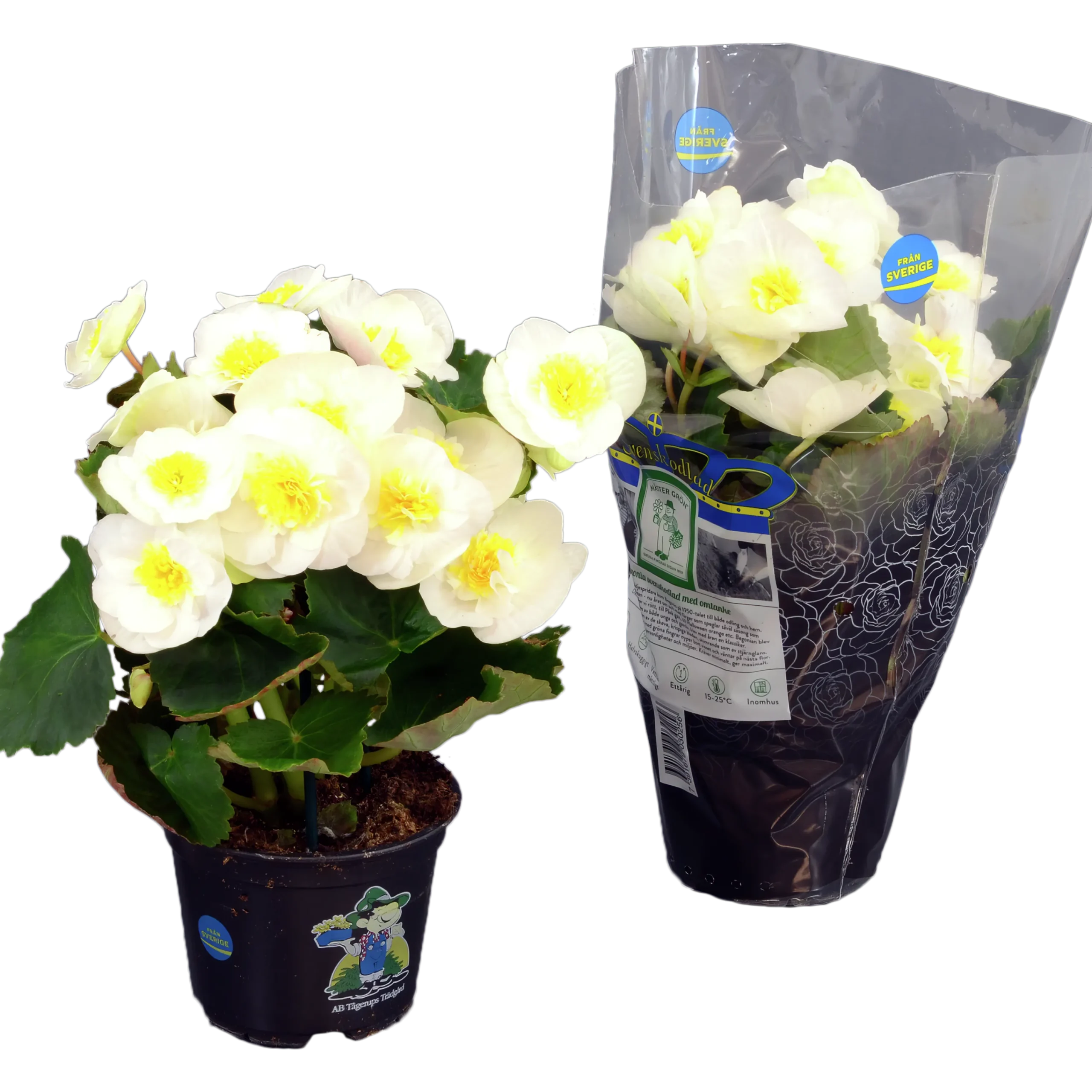 Begonia lat. Begonia x hiemalis Vit>Mäster Grön Discount