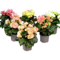 Begonia lat. Begonia x hiemalis Big Flower Serien>Mäster Grön Hot