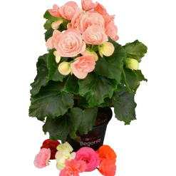 Begonia lat. Begonia x hiemalis Big Flower Serien>Mäster Grön Hot