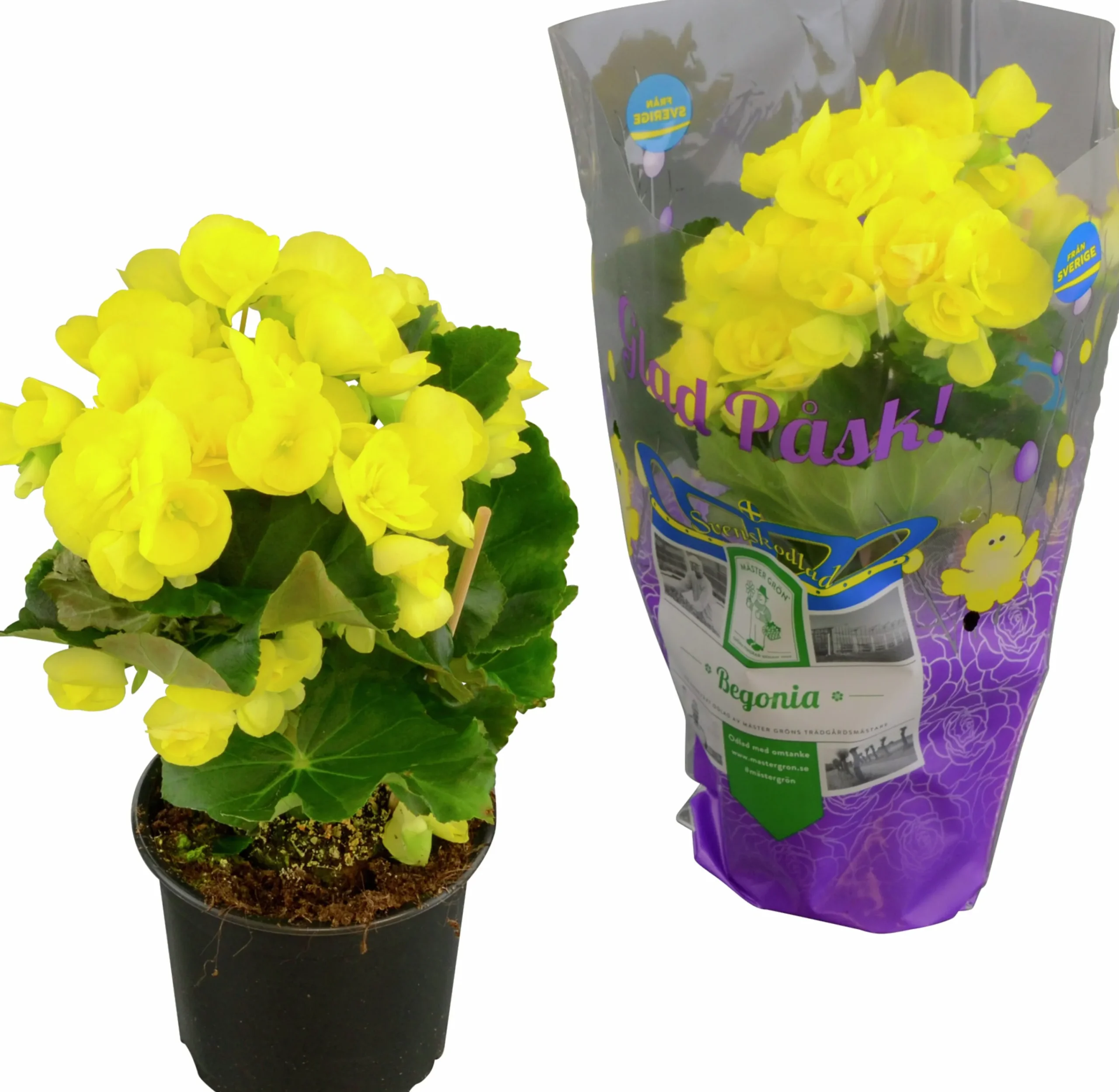 Begonia lat. Begonia x hiemalis Gul>Mäster Grön