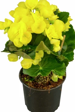 Begonia lat. Begonia x hiemalis Gul>Mäster Grön