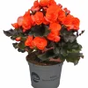 Begonia Mocca 12cm>Mäster Grön