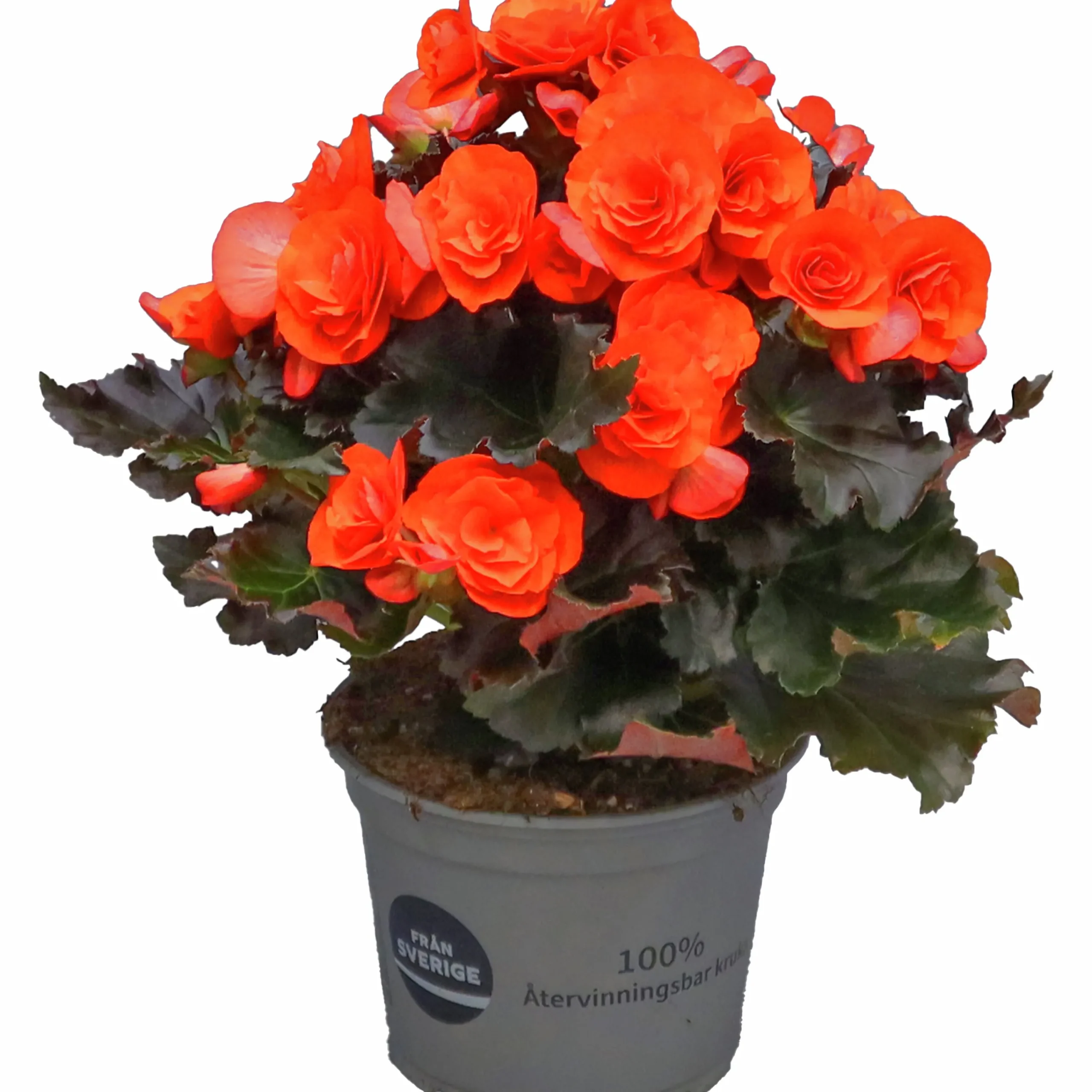 Begonia Mocca 12cm>Mäster Grön