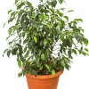 Benjaminfikus lat. Ficus benjamina 'Danielle'>Mäster Grön Discount