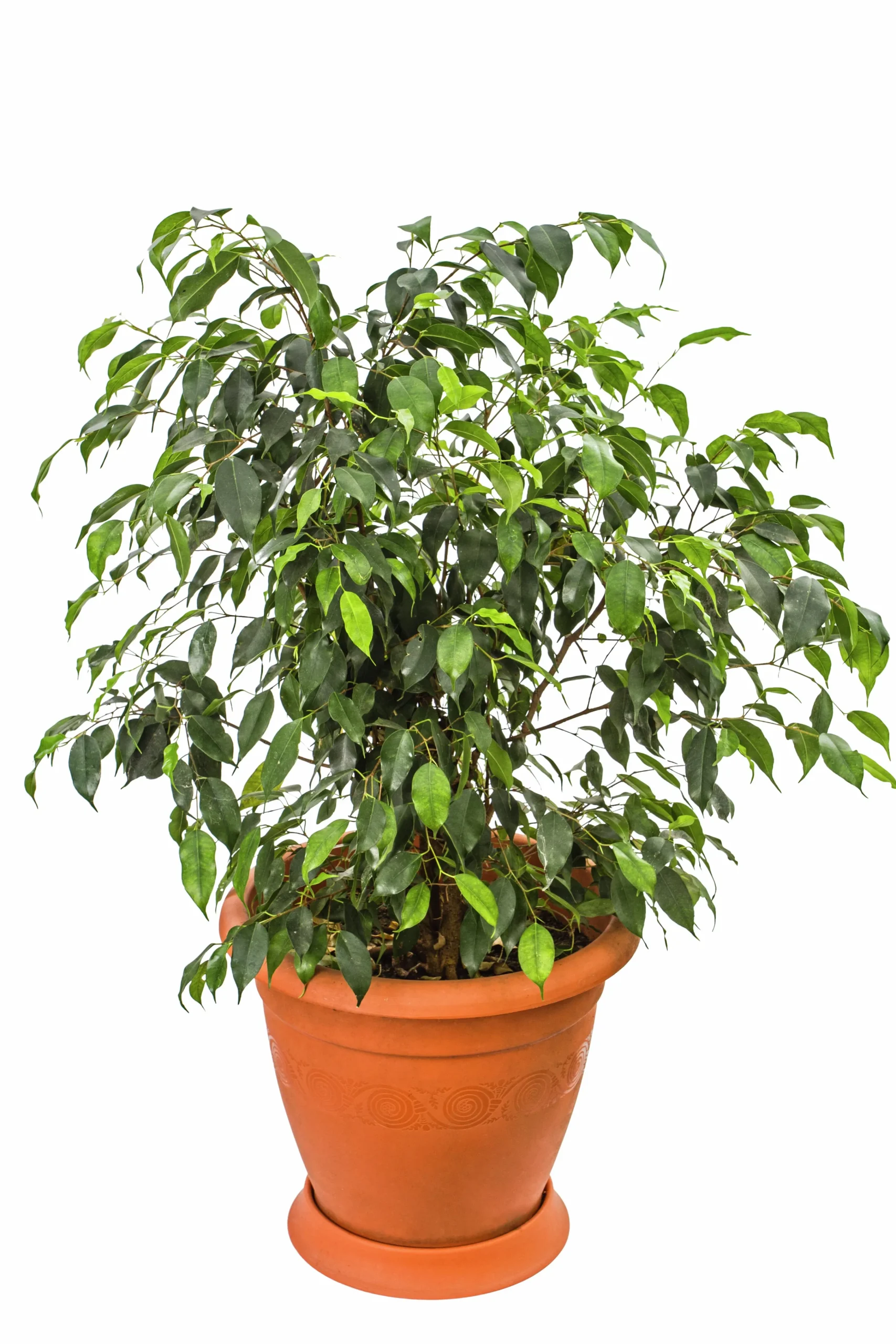Benjaminfikus lat. Ficus benjamina 'Danielle'>Mäster Grön Discount
