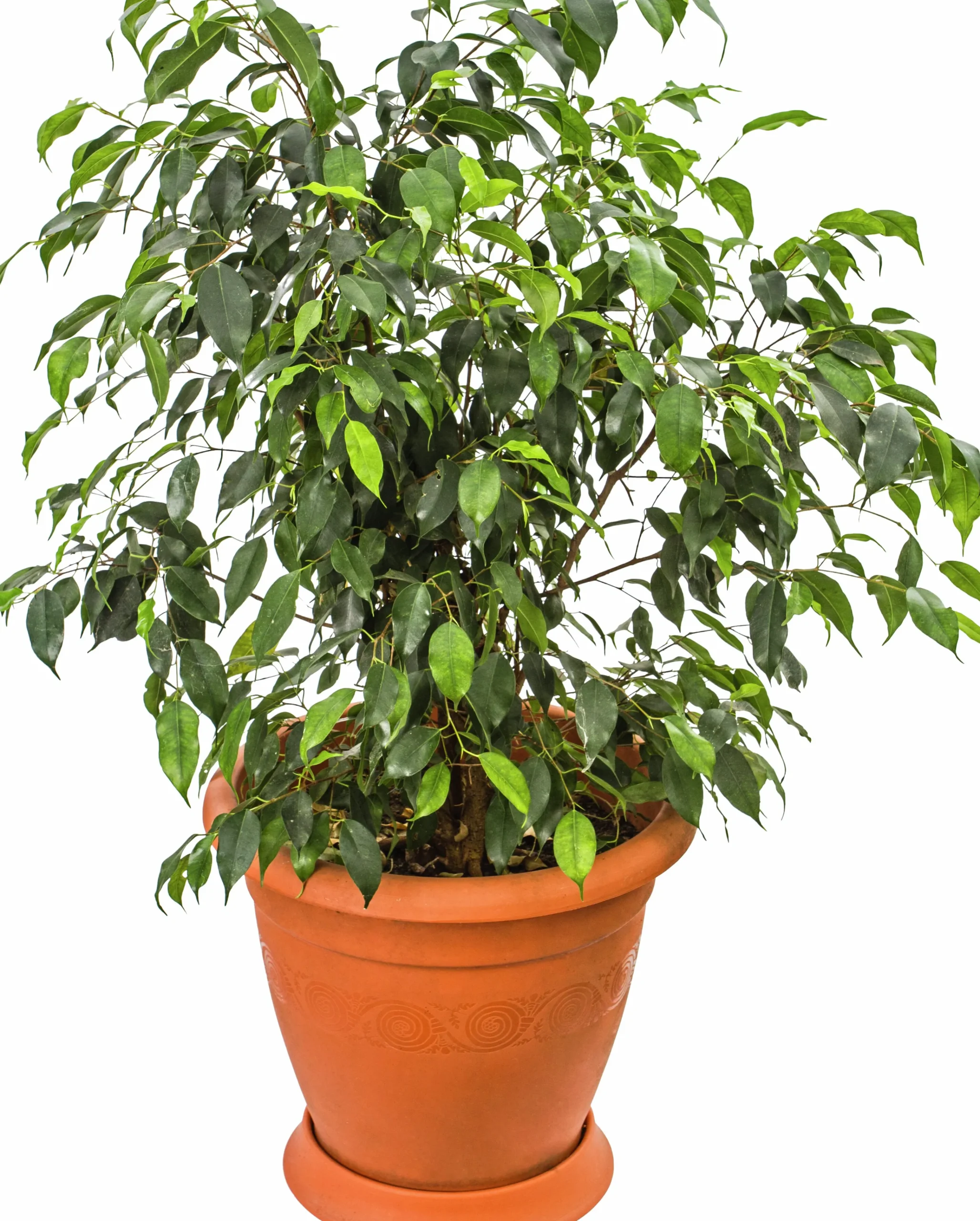 Benjaminfikus lat. Ficus benjamina 'Danielle'>Mäster Grön Discount