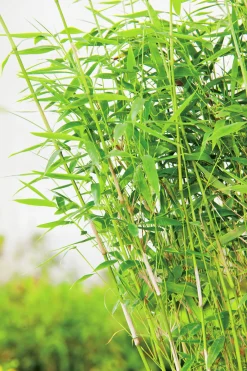 Bergbambu 'Panda' 5L>Omnia garden Sale