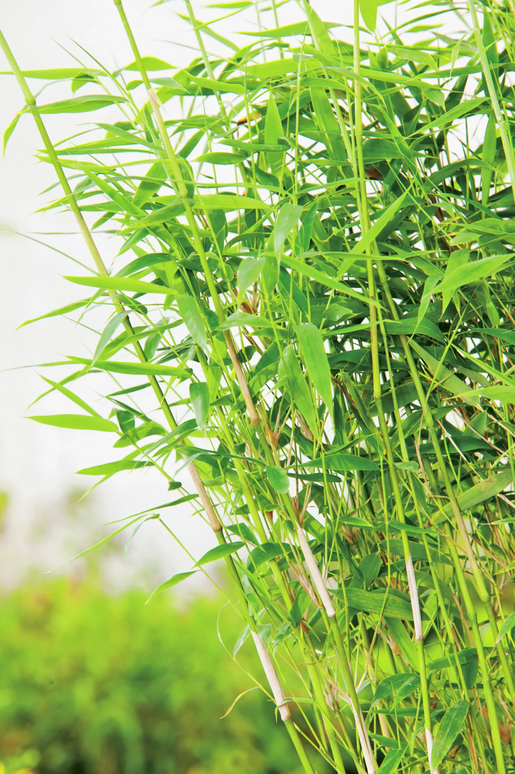 Bergbambu 'Panda' 5L>Omnia garden Sale