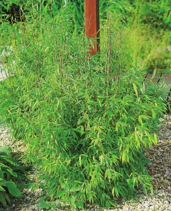 Bergbambu 'Simba' Krukodlad>Omnia garden Outlet
