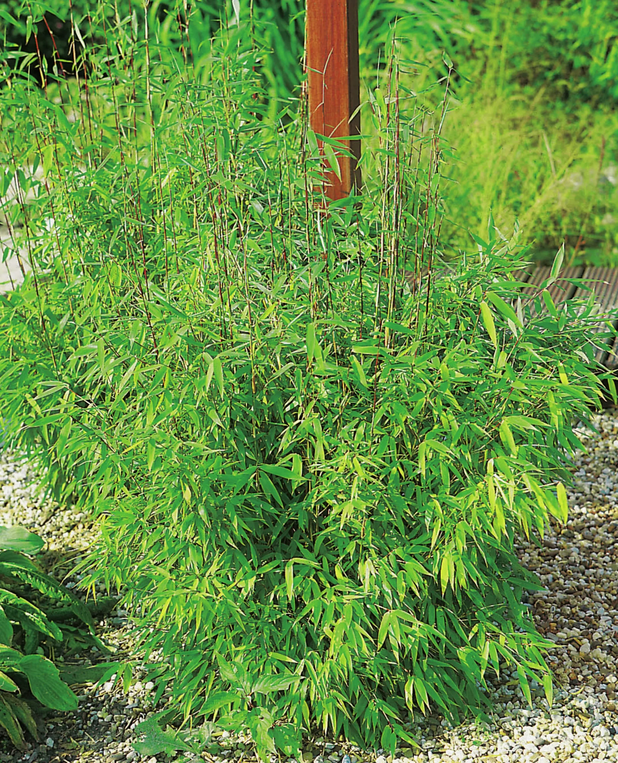 Bergbambu 'Simba' Krukodlad>Omnia garden Outlet