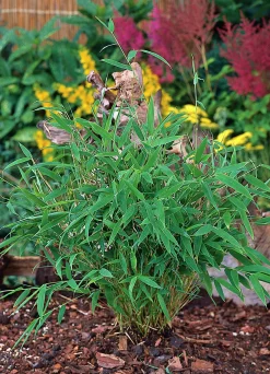 Bergbambu 'Tiny' Låg>Omnia garden New