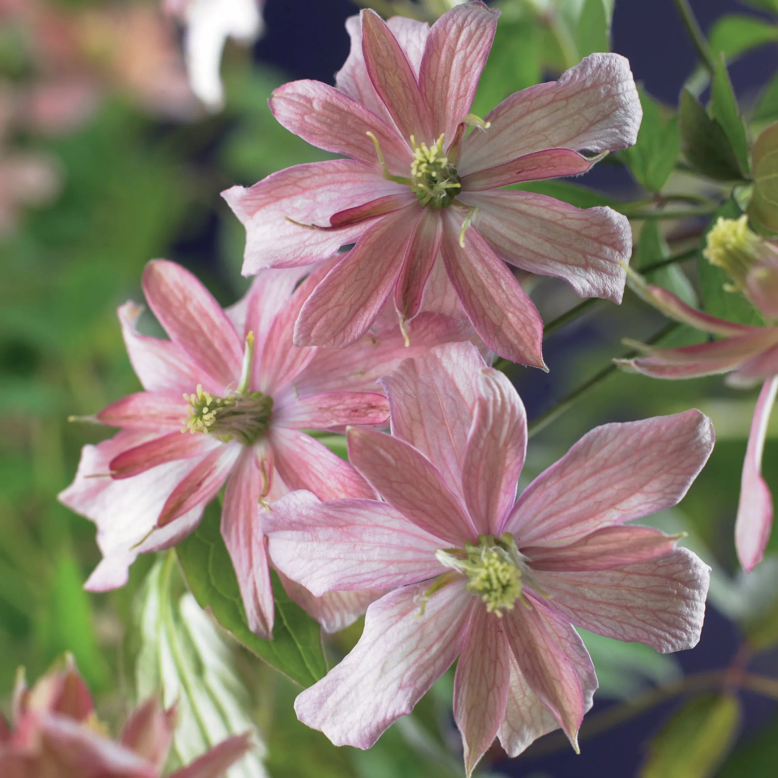 Bergklematis Montana 'Broughton Star'>Omnia garden Outlet