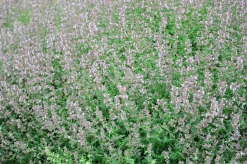 Bergnepeta' Amelia'>Omnia garden Discount