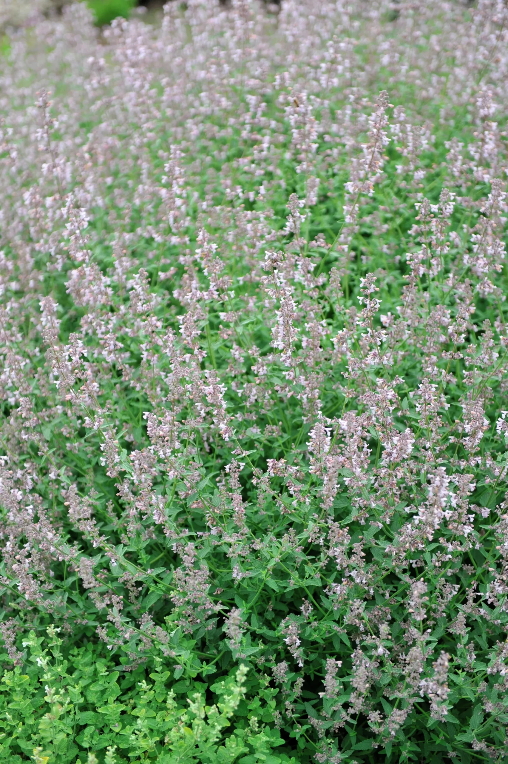 Bergnepeta' Amelia'>Omnia garden Discount