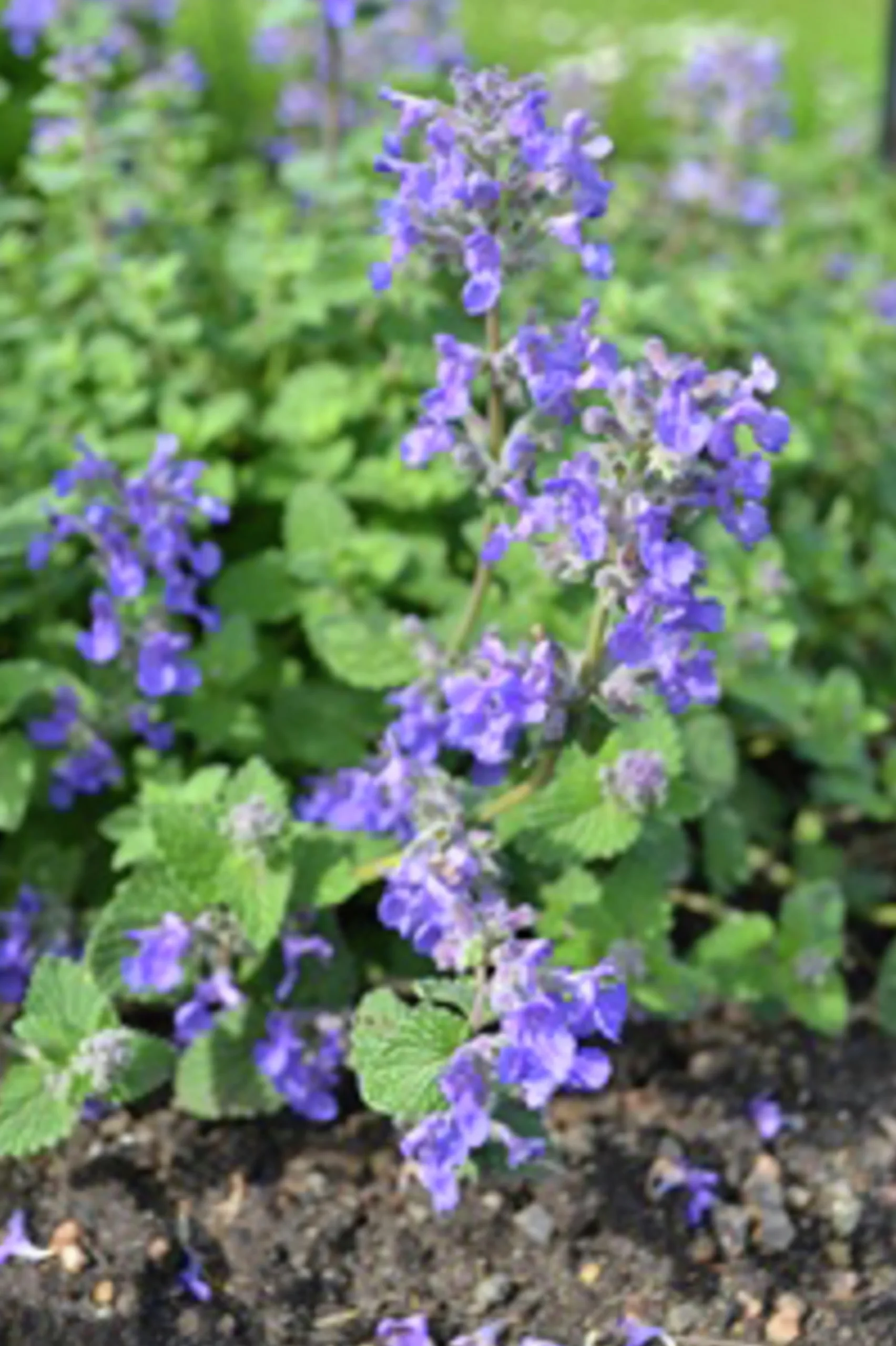 Bergnepeta 'Linghem'>Omnia garden Clearance